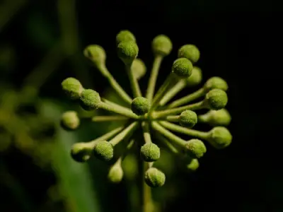 B.Sc in Botany