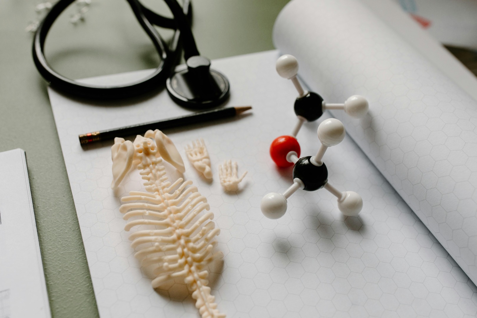 B.Sc. in Zoology 